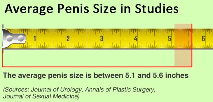 Average Penis Size