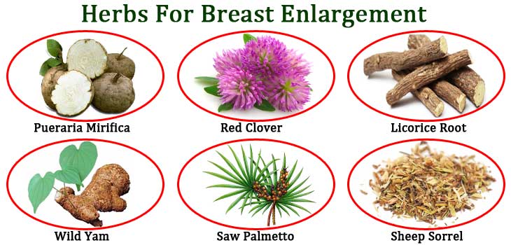 Herbs For Breast Enlargement
