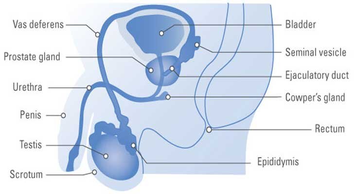 Scrotal Lumps and Inflammation