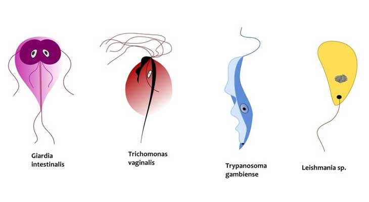 Trichomoniasis Issue